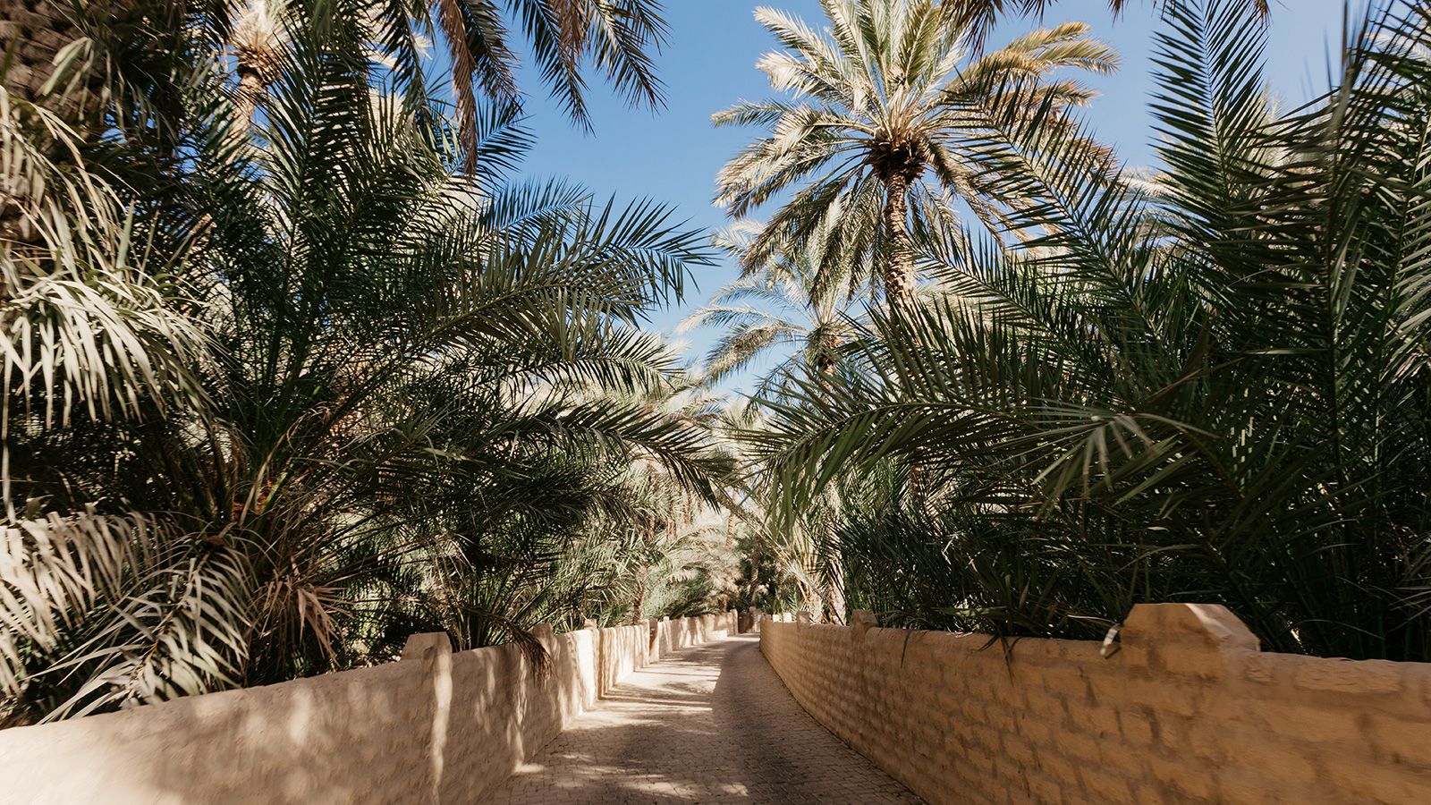 Al Ain Oasis: A peaceful forest of 147,000 date palm trees and ancient irrigation channels, Al Ain Oasis offers a lush escape from the desert heat.